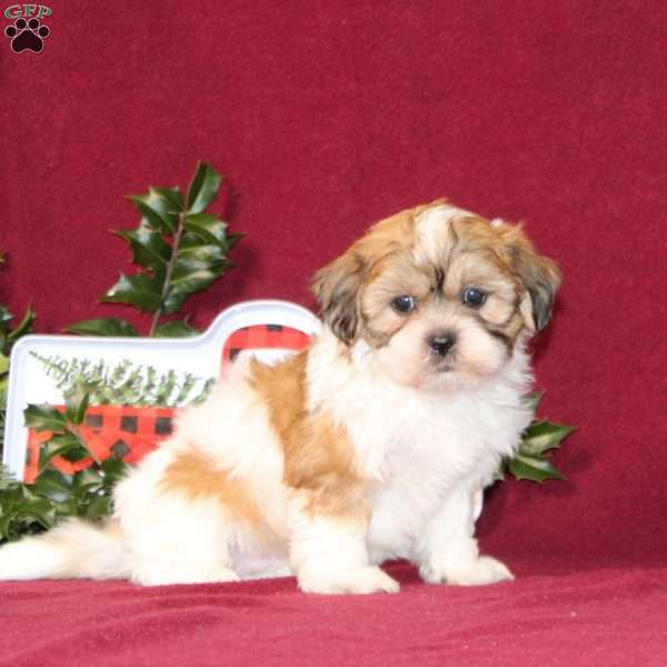 Alyssa, Teddy Bear Puppy